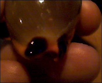 Luria lurida